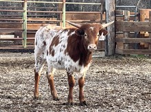 SLL SAVANNA