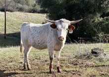 SLL RURAL PARTY
