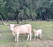5/18/20 bull calf