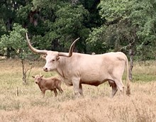 6/27/19 bull calf