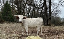 SLL SNOWBERRY