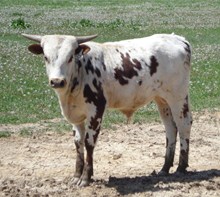 Brandy's 2011 bull