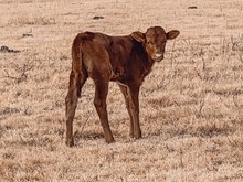 Charm Heifer