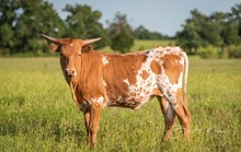LAZYJ'S PRISCILLA x NDN Scarecrow heifer
