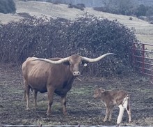 12/23/20 bull calf