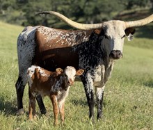 4/10/25 FLOWER CHILD BC