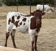 3/25/25 RAIN DANCE H