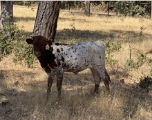 4/29/25 TEX KITTEN H