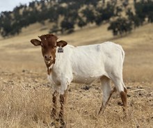 4/30/25 GOLDBRICKER H