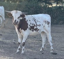 SLL UPTOWN COWGIRL