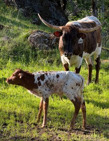 4/5/25 EVENING ATTIRE H