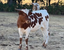 11/16/24 TEXACO'S HEIFER