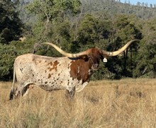 ALLENS 585 FIREFLY 395