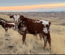4/10/25 FLOWER CHILD BC