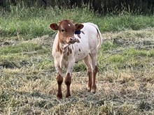 MC Hangin Tuff x MW Necessity heifer