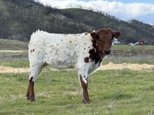 9/4/24 MISS TUFF ENUFF HEIFER