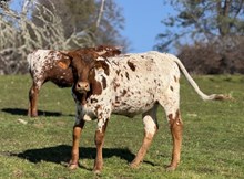 SLL DRESSED TO IMPRESS