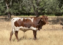 4/8/24 RUM HIGH BC 130