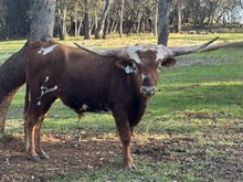 4/8/24 BELL RED BC 128