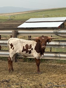 Hangin Tuff X Sassie Aussie 24 Bull