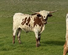 10/02/24 SHARPSHOOTER BC 111