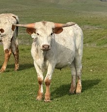  10/3/24 Red White Ruff BC 110