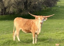 SLL INDEPENDENT LADY