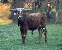 4/27/25 DOUBLE TROUBLE BC