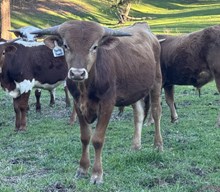 4/10/25 PARTY POWER BC