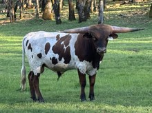 8/5/24 RIM ROCK FIONA BC