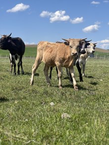 NDN Scare Crow X Pacific Palomina 24 Heifer