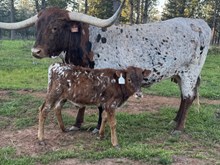 10/13/25 QUEENIE WINN BC