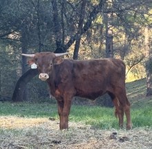 4/27/25 FOXFIRE BRANDY BC 132