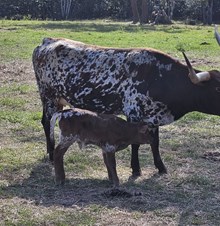 11/26/24 FIRE QUEEN BC