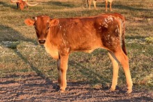 373 HCC Unnamed Heifer - Rita