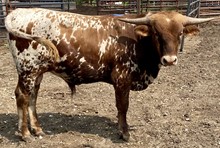 LL5 Cherokee Jack