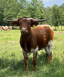 Patsy Cline