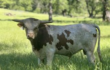 SLL ATLAS