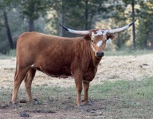 SLL SOUTHERN BELLE