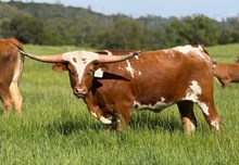 SLL TEXACO’S RUBY