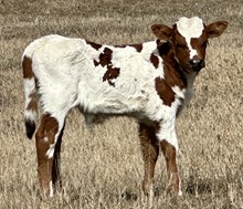 JR x Painted Sister bull calf