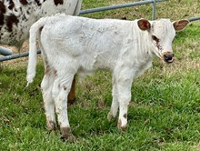 SLL JOHNNY RINGO X TLS BLANCHE