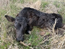 JOHNNY RINGO X TLS SNIPED EBONY