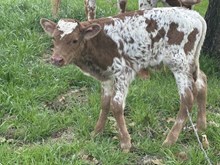 SLL JOHNNY RINGO X TLS GRAND EMBER