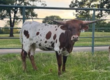 SLL SUNRISE RUBY