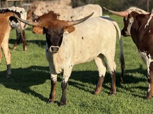 SLL NATURAL DISASTER 