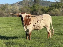 SLL TEXACO’S DIAMOND