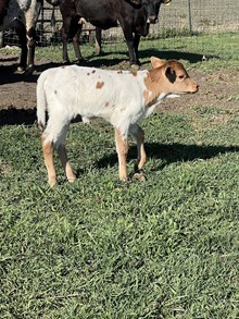 MC Hangin Tuff x MW Necessity heifer