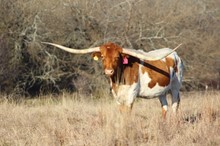 Brazos Rose Rockette