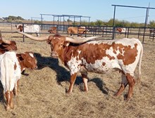 M2 SWEET CAROLINE 2022 🇺🇸